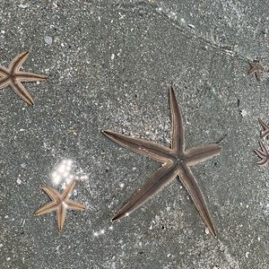 Meet your Posher, Carrie